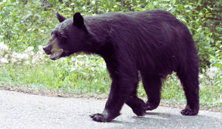 Bear Attack in Japan Supermarket