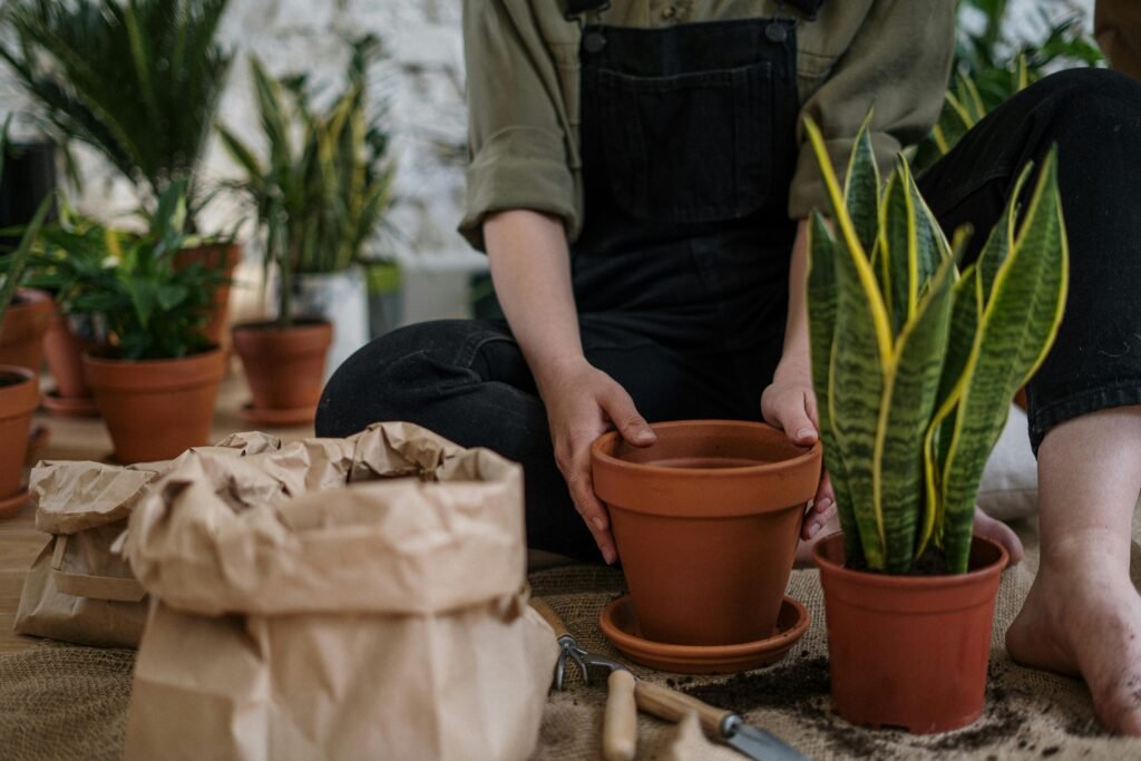 Snake Plant