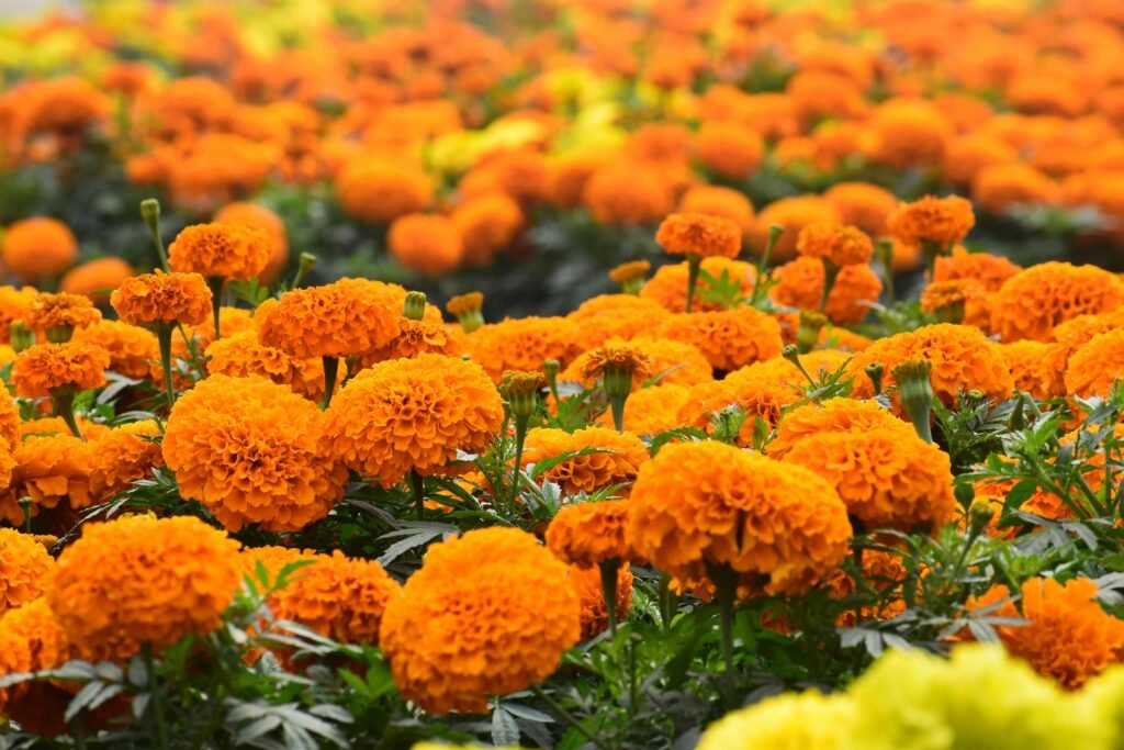 Marigolds