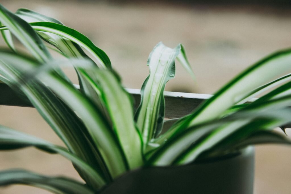 Spider Plant