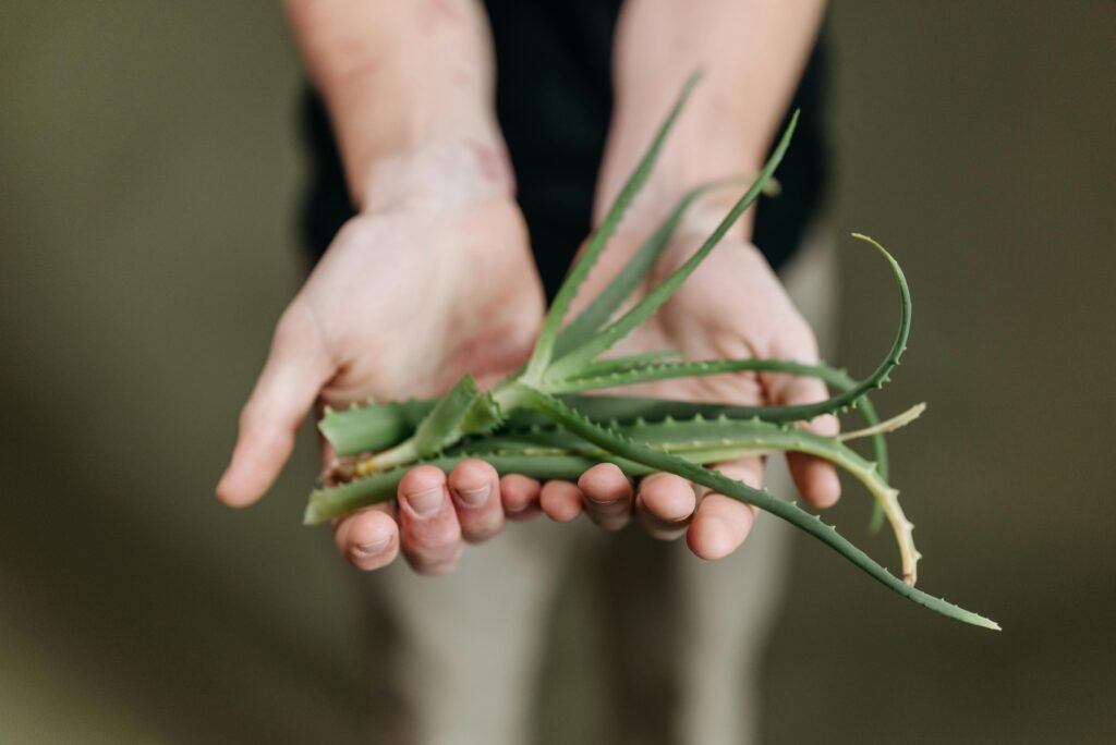 Aloe Vera